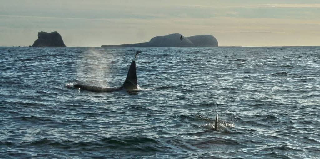 2-hour RIB tour Vestmannaeyjar